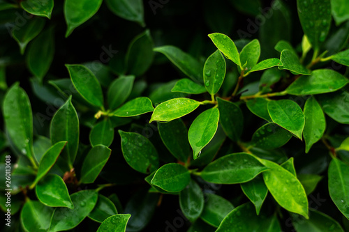  fresh green leaf with water drops