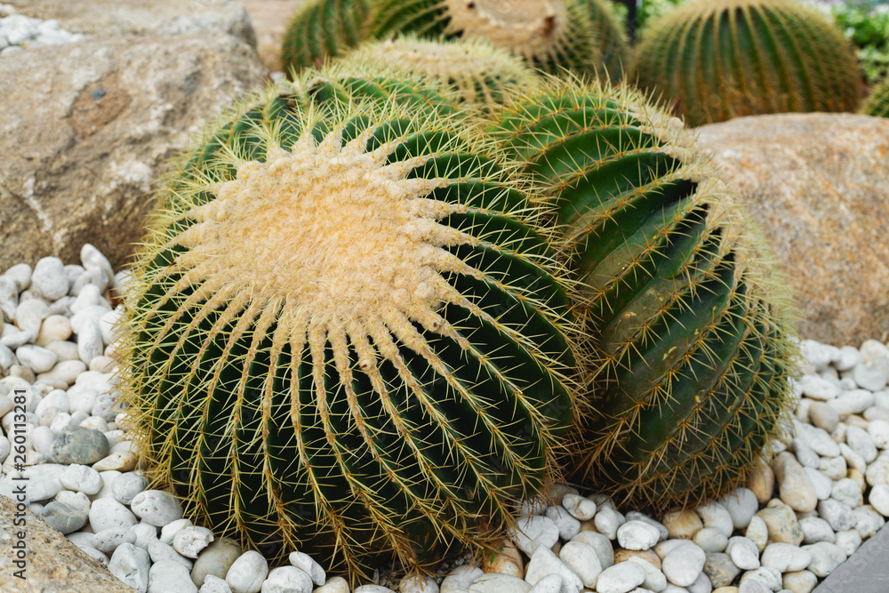 many large cacti in the garden many large cacti in the garden