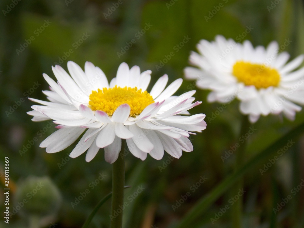 white spring flowers in the grass white spring flowers in the grass