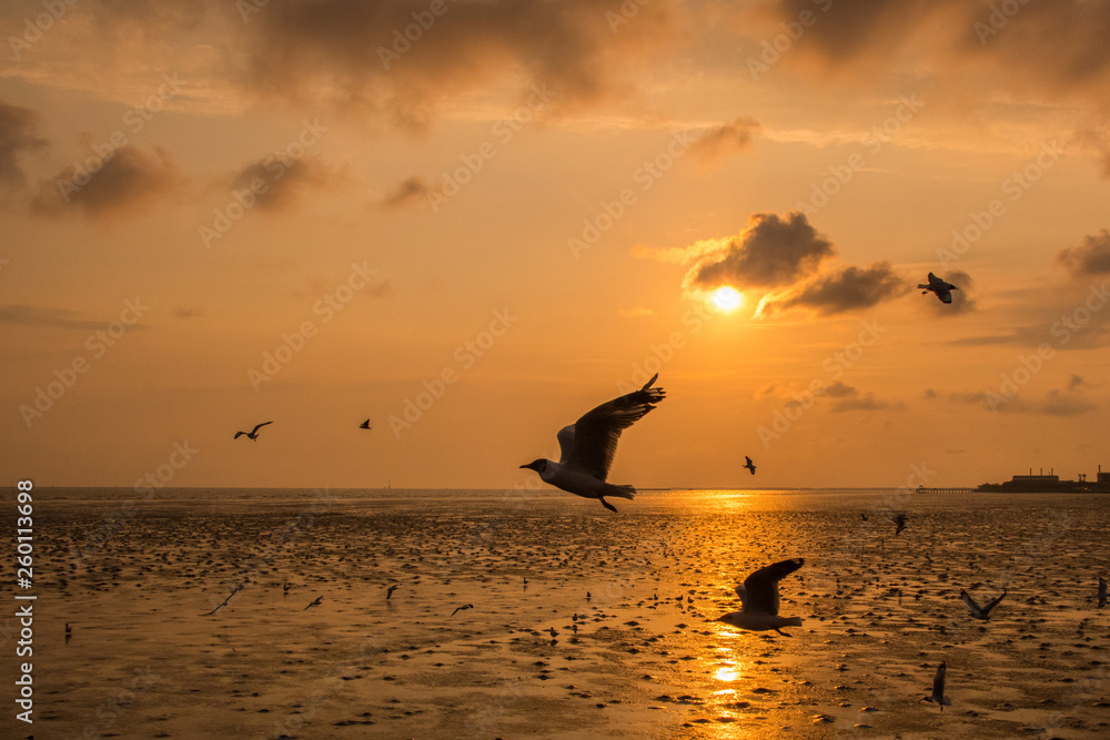 Beautiful seagull flying over sea in sunset background.Silhouette of seagull with sunset.