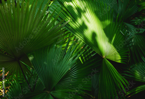 palm leaves