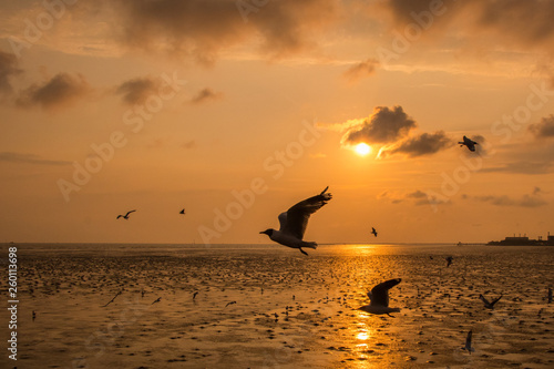 Fototapeta Naklejka Na Ścianę i Meble -  Beautiful seagull flying over sea in sunset background.Silhouette of seagull with sunset.