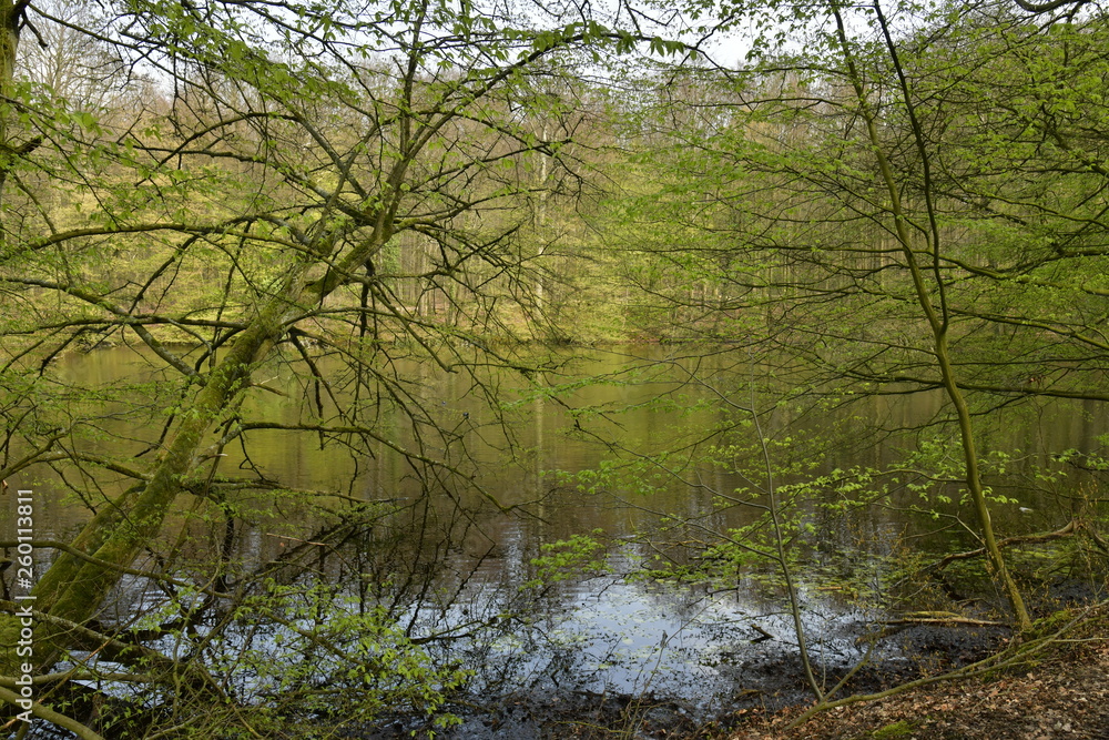 Branchage très dense au bord d'un étang isolé en plein bois au parc de Tervuren à l'est de Bruxelles