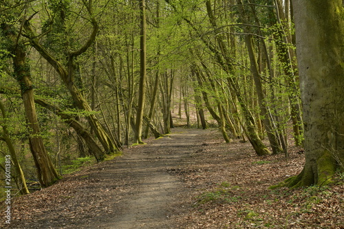 Chemin traversant un bois composé surtout de hêtres au parc de Tervuren à l'est de Bruxelles