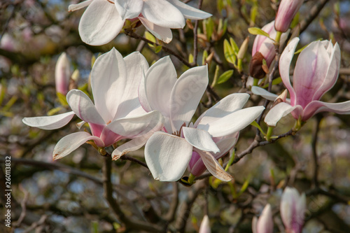 View of magnolia plants and flowers..Magnolia is a large genus in the subfamily Magnolioideae of the family Magnoliaceae with blue sky