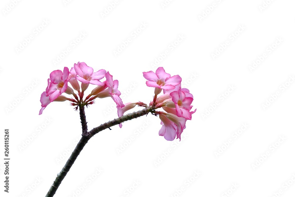 A bouquet sweet pink adenium flower blossom in botanical garden on white isolated background 