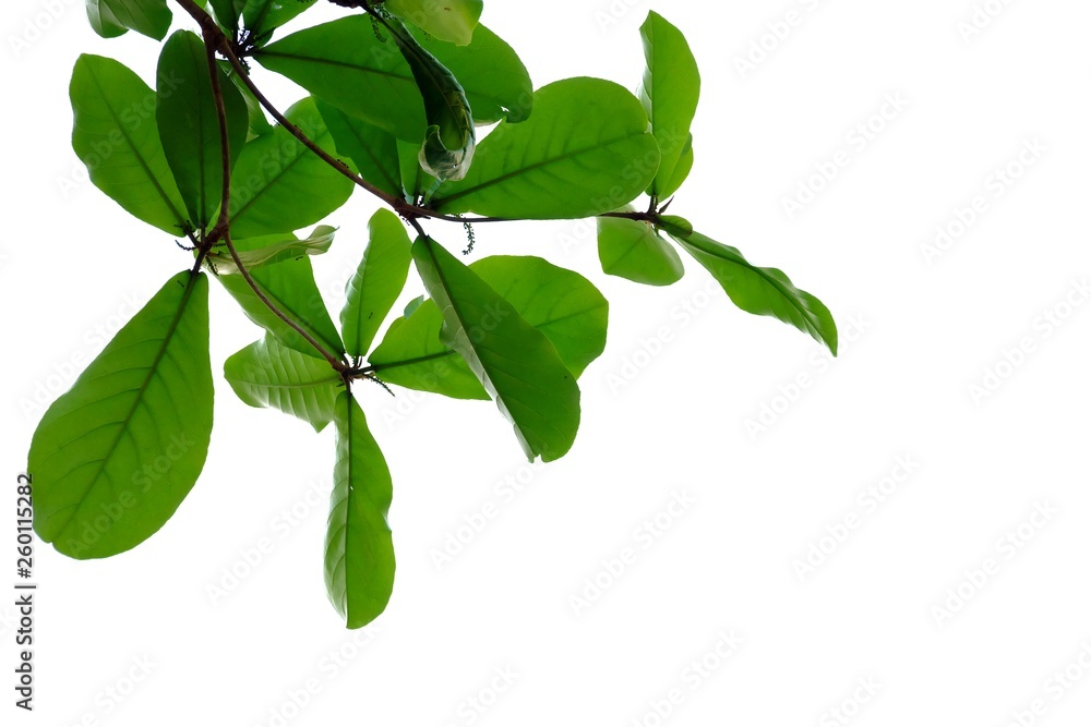 Indian almond tree leaves with branches on white isolated background for green foliage backdrop Indian almond tree leaves with branches on white isolated background for green foliage backdrop