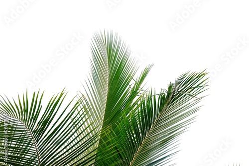 Tropical coconut leaves on white isolated background for green foliage backdrop 