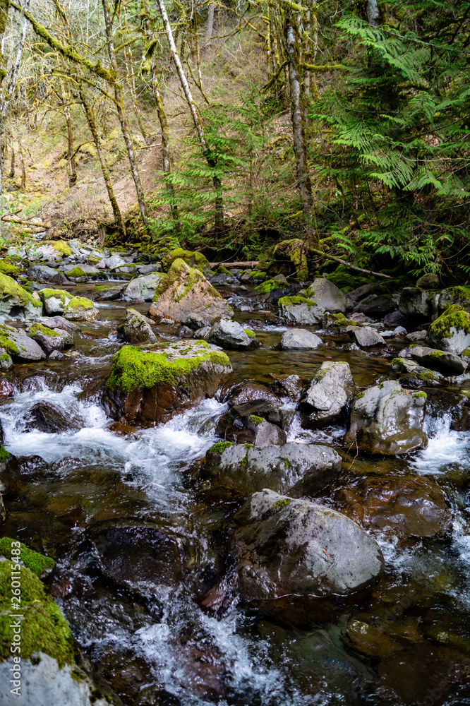 Rocky Brook flows out of the Olympic National Park near Dosewallips State Park in Washington's Olympic Peninsula