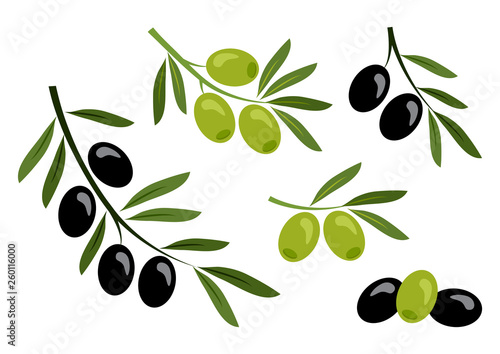 Set of black and green olives. Vector illustration