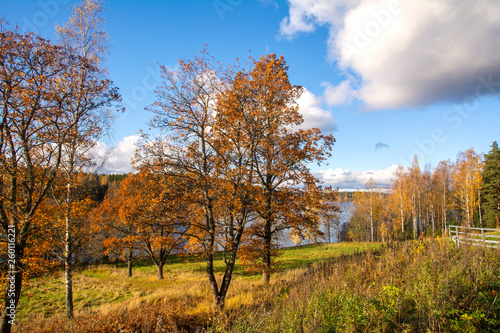 Beautiful autumn view, yellow trees and Nuuksio lake on the background, Espoo, Finland 