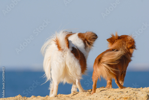 two funny fluffy small chihuahua dogs pets standing together on sea beach looking far away towards blue sky and sea