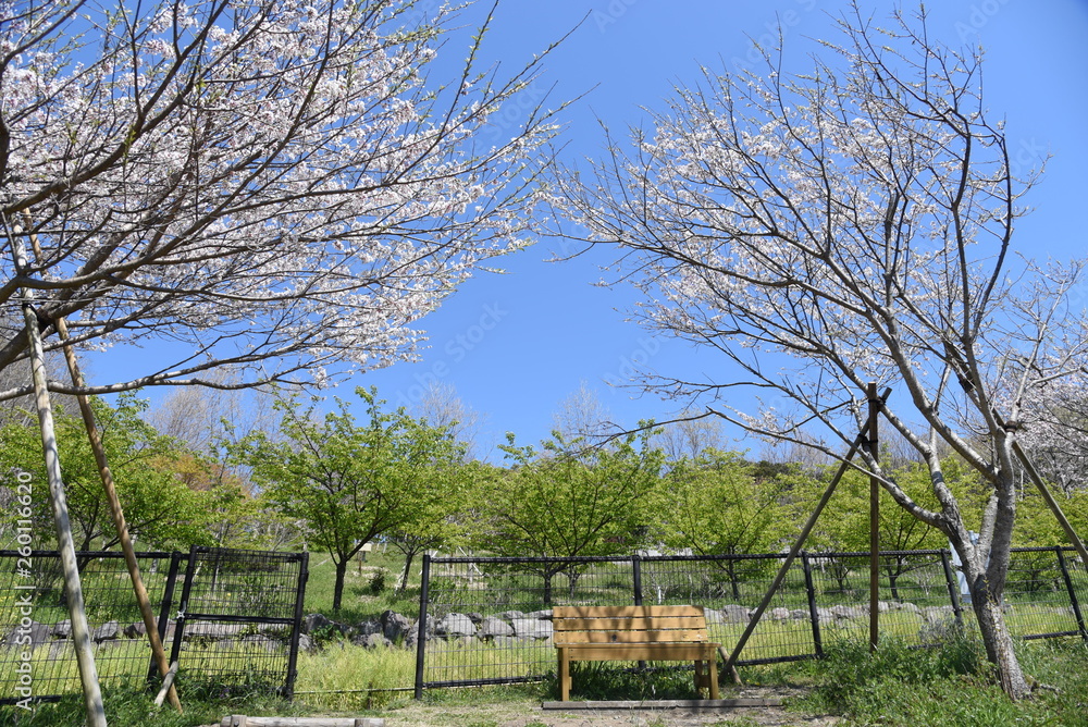 Fototapeta premium Cherry blossoms in full bloom in the park.