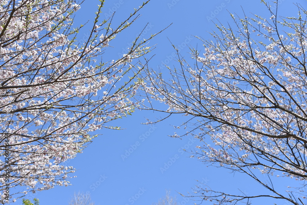 Cherry blossoms in full bloom in the park. Cherry blossoms in full bloom in the park.