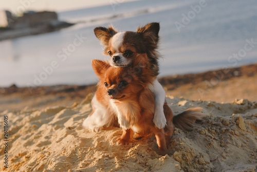 cute dog family concept mother chihuahua embrace her happy puppy with love and care on sand summer ocean coast © ruslanshug