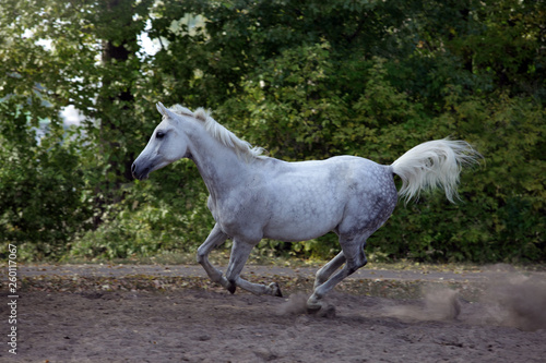Arabian horse - galloping on paddock