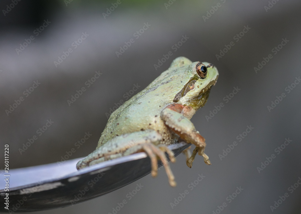 Obraz premium northwest tree frog
