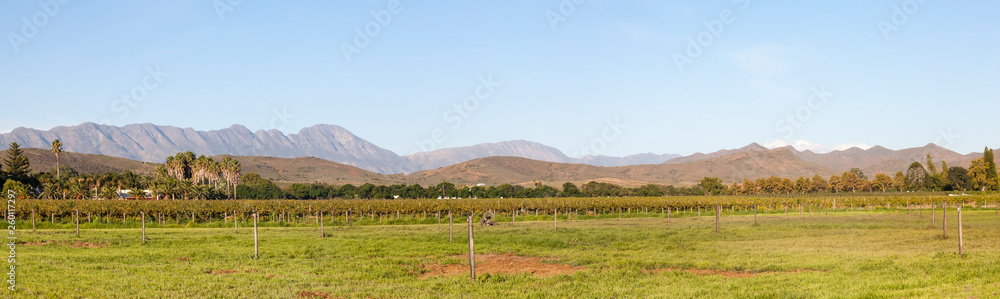 Panorama of the Robertson Wine Valley, Western Cape Winelands, South Africa with vineyards and Langeberg Mountains