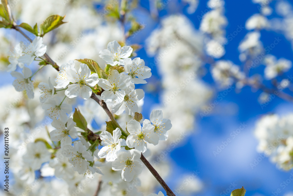 Obraz premium Spring border background with blossom, close-up. Abstract floral spring background. Blossoms over blurred nature background