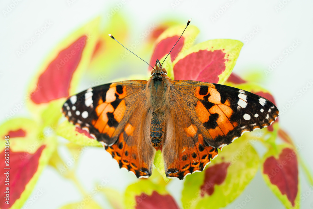Obraz premium vanessa cardui butterfly on leaf