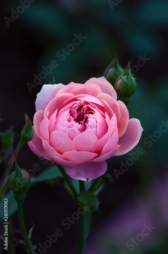 Pink roses on the bush, macro, rose garden © photolink
