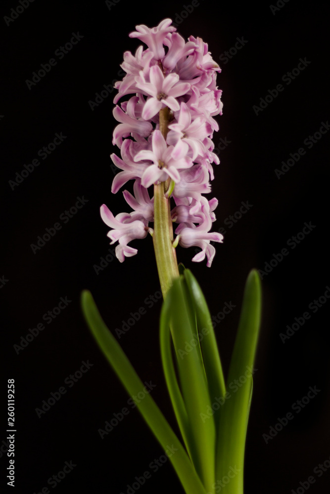 Obraz premium Hyacinth