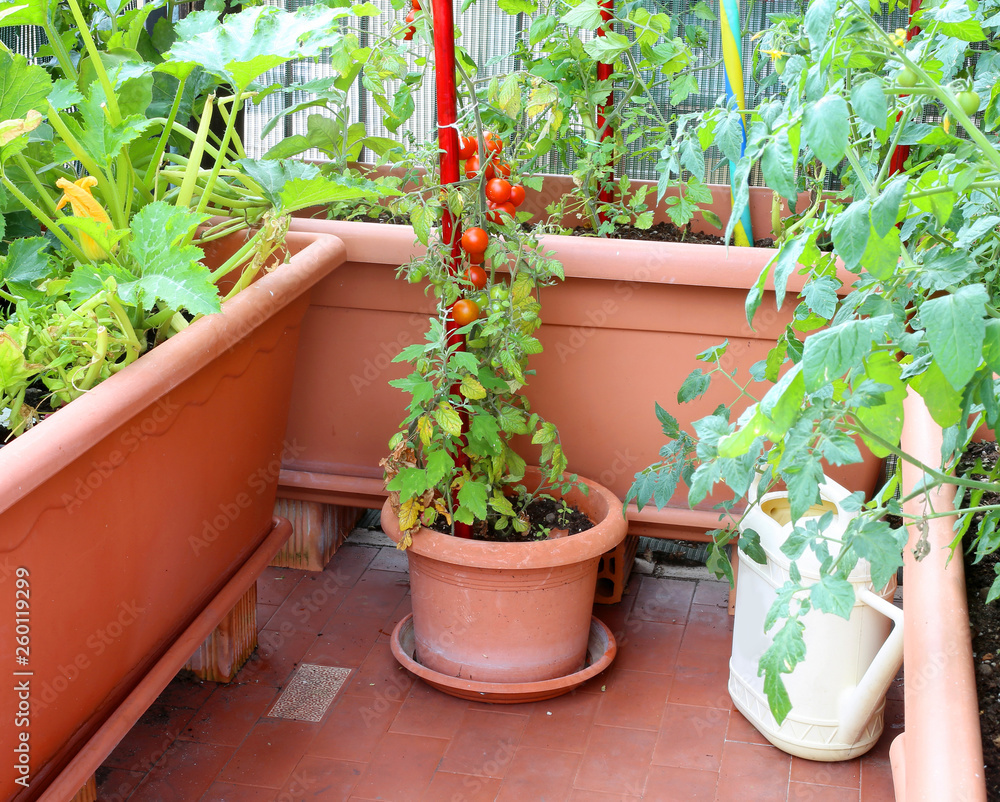 tomatoes in an urban garden on the terrace apartment