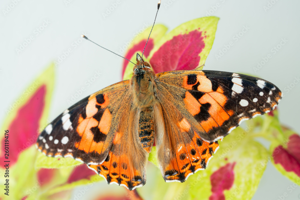 Naklejka premium vanessa cardui butterfly on leaf