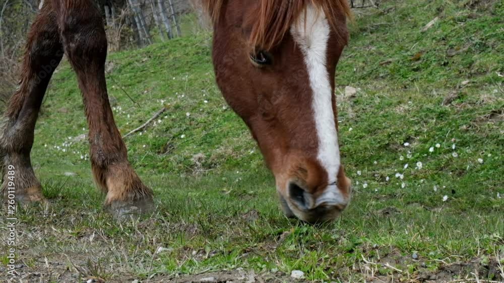 Head of a wild horse close-up. Slow motion shooting. Brown wool. The wild nature of Sochi. Head of a wild horse close-up. Slow motion shooting. Brown wool. The wild nature of Sochi.