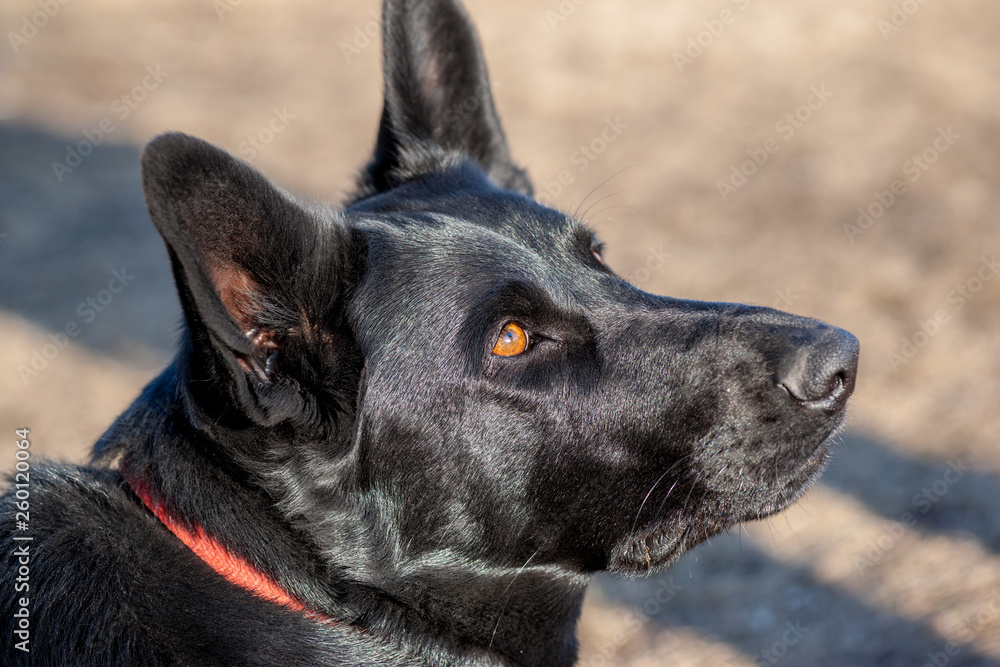 Black German Shepherd - Profile Portrait Black German Shepherd - Profile Portrait