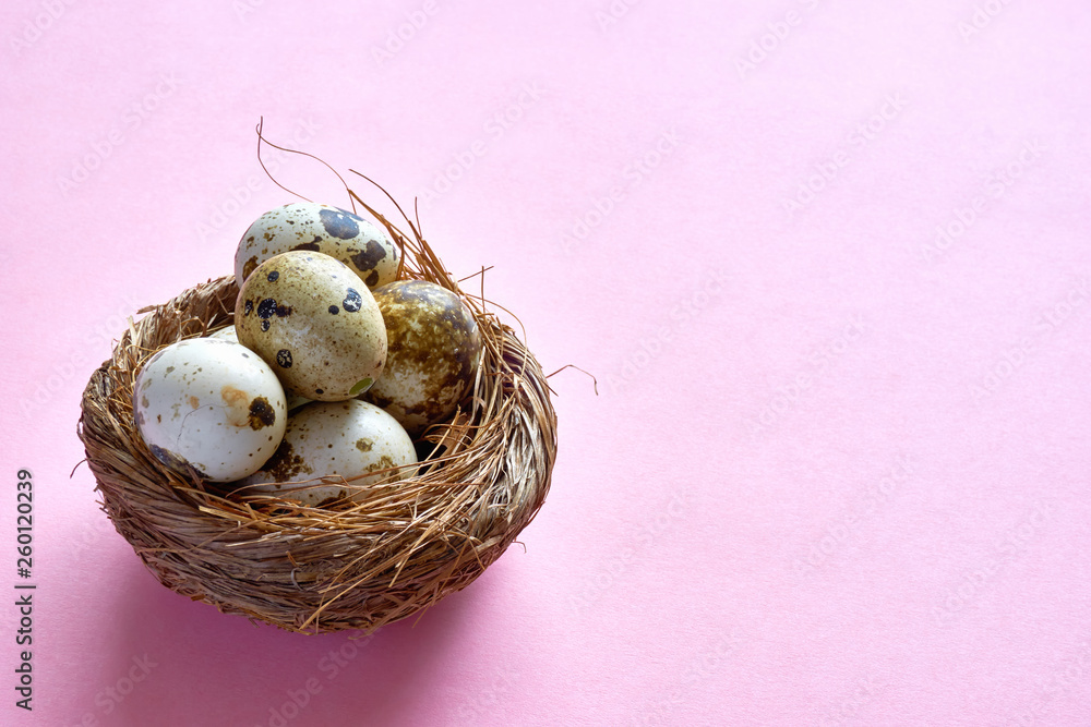 Easter nest with fragile speckled or spotted quail eggs on a pink background with copy space for use as a easter background or spring background Easter nest with fragile speckled or spotted quail eggs on a pink background with copy space for use as a easter background or spring background