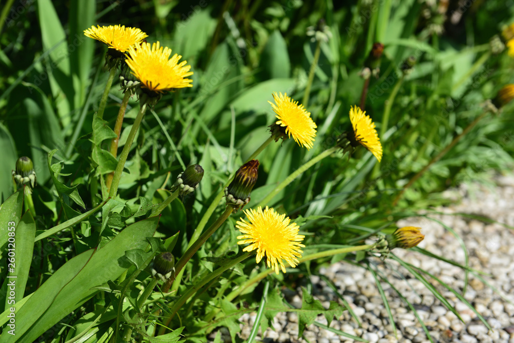löwenzahn im frühling löwenzahn im frühling