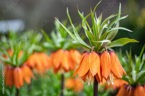 Fritilaria flower in spring. Family of lilies (Fritilaria rubra)