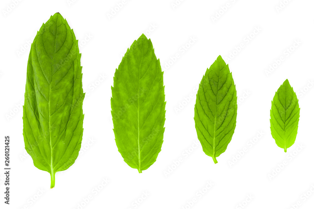 fresh mint leaf fresh mint leaf