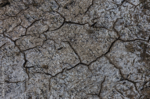 Drought. Dried bottom of lake river sea. Dead crabs dry from drought. Dry fractured soil of drought. Concept of drought, climate change, death without moisture. Ecology. Catastrophe. Mysticism Cracked