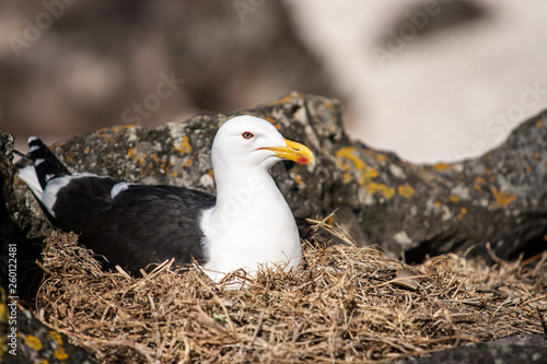 Southern black backed gull close-up photo