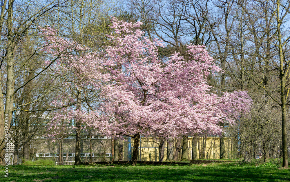 cherry tree blossom in park