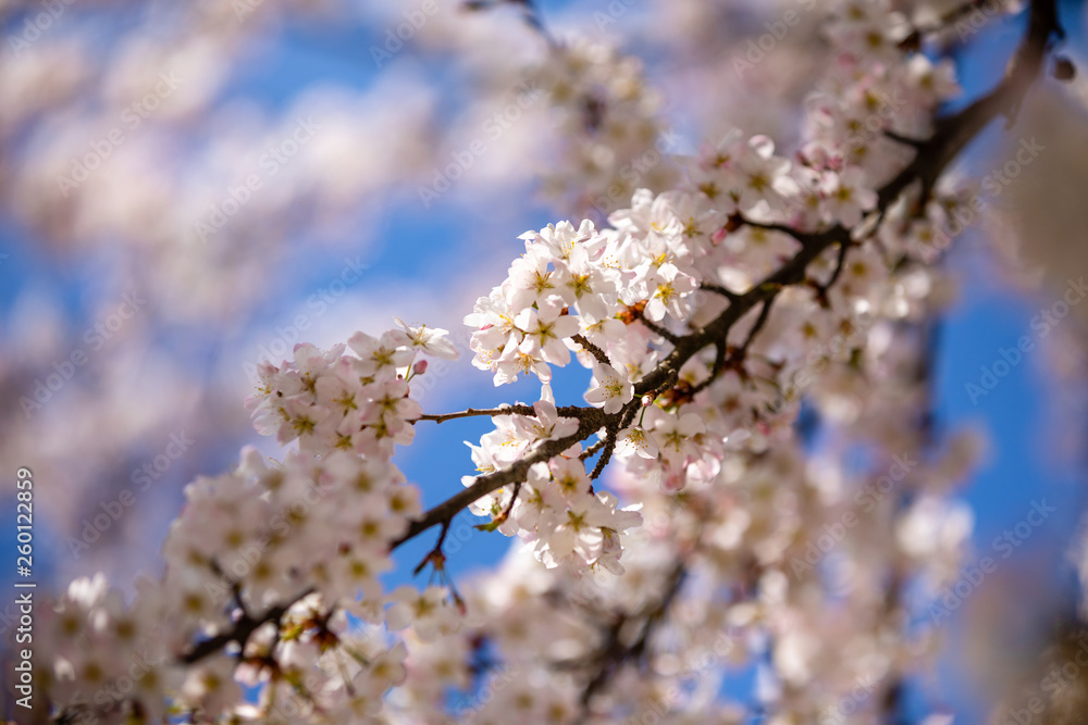 Blossoming apple trees orchard in garden and park during springtime, Prague, Czech republic