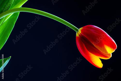 Red tulip flower isolated on a blue background
