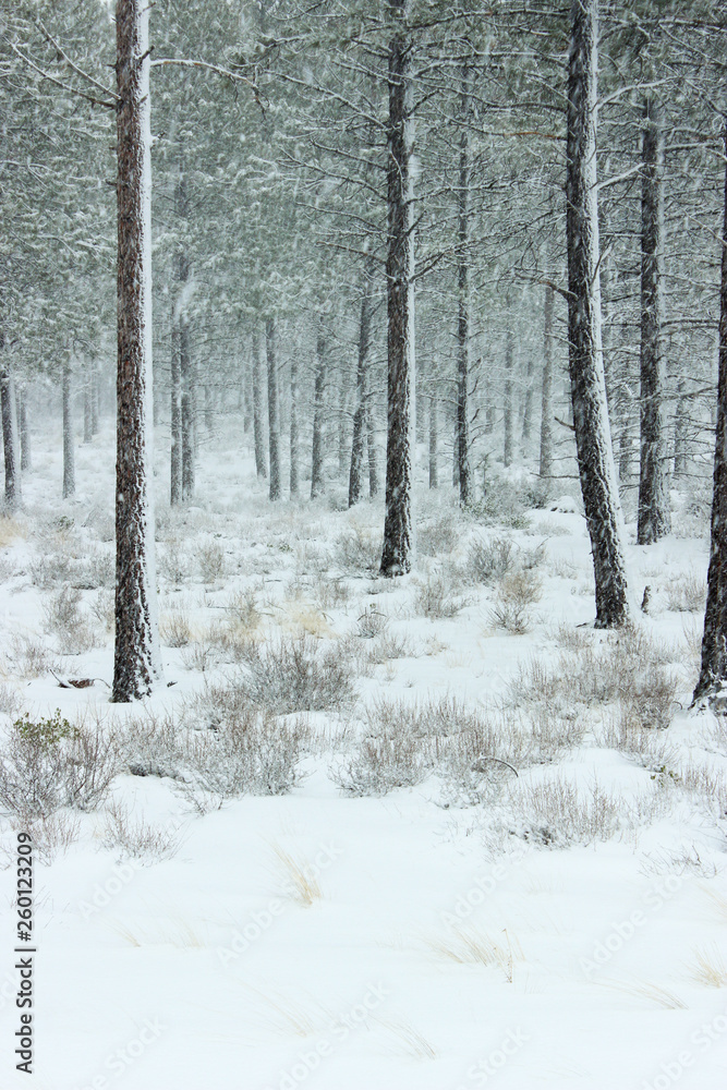 snowy days