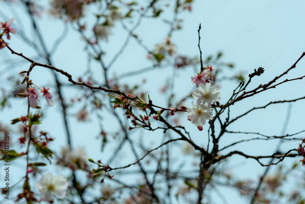 branches full of flowers blossomed in spring, dreamlike landscape branches full of flowers blossomed in spring, dreamlike landscape