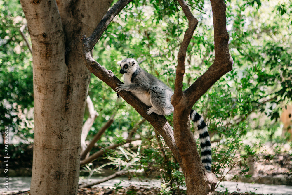 Lemur primate in the cage free park sitting on the tree Lemur primate in the cage free park sitting on the tree