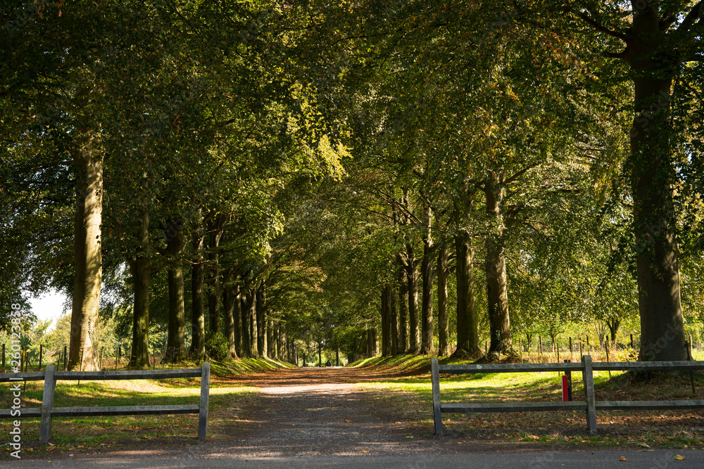 Obraz premium alley with green trees in Eijsden, The Netherlands