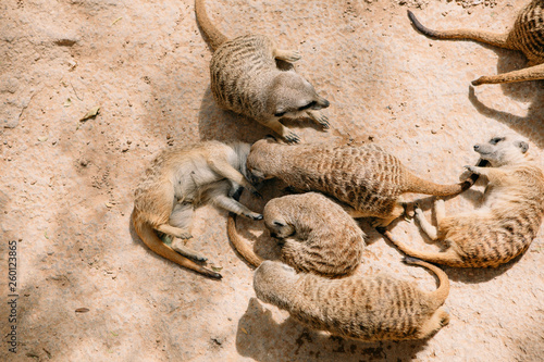 Group of meerkats wrestling on the ground in the daytime