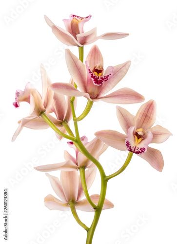 Boat orchid