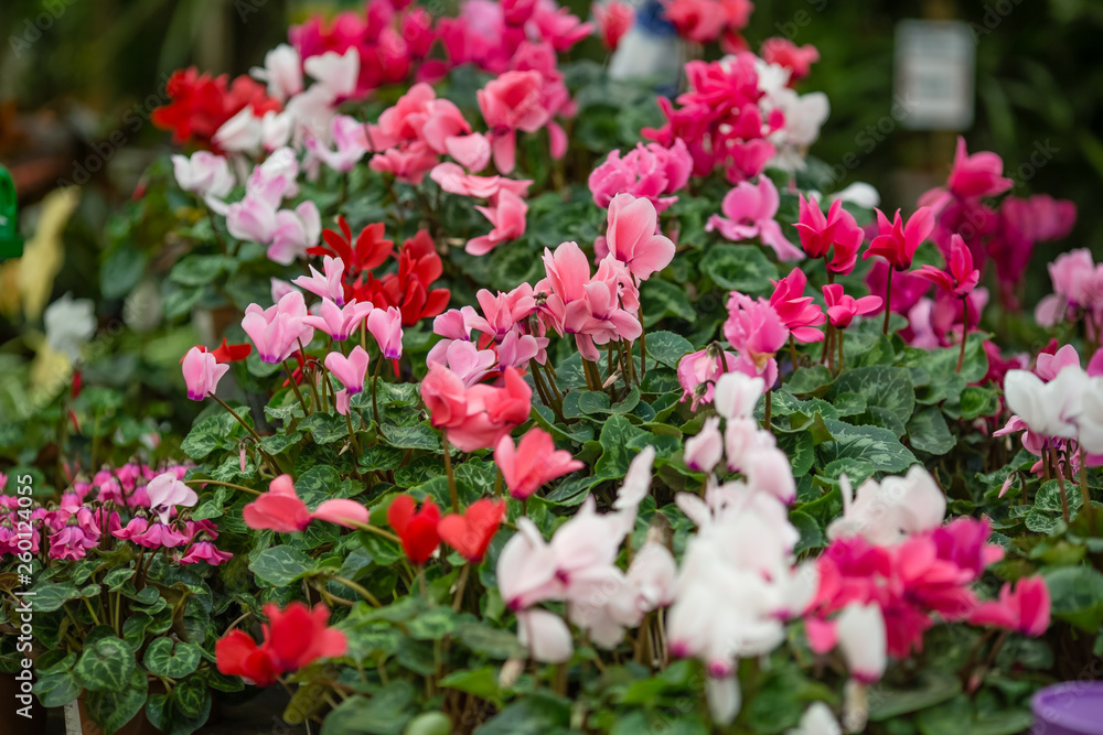 spring flowers in pots on the shelf of a flower shop