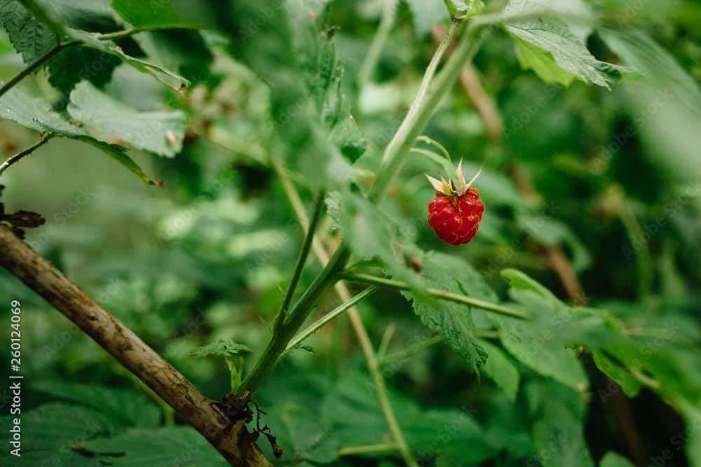 A single raspberry berry on a raspberry bush. Green foliage in bokeh A single raspberry berry on a raspberry bush. Green foliage in bokeh