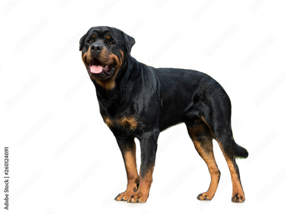 Rottweiler portret on white isolates background Rottweiler portret on white isolates background