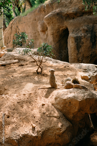 Group of meerkats resting on the stone while one animal standing sentry (lookout).