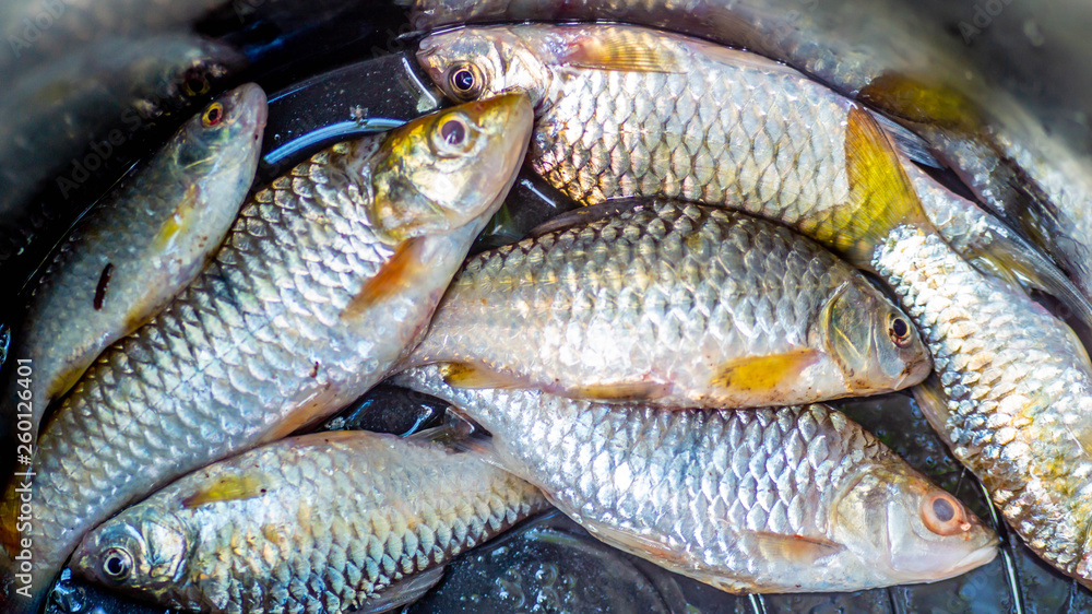 Jelawat (Leptobarbus hoevenii), native inhabitants of Malay Peninsula, Thai, Sumatra, and Borneo freshwater ecosystem, usually captured as food source Jelawat (Leptobarbus hoevenii), native inhabitants of Malay Peninsula, Thai, Sumatra, and Borneo freshwater ecosystem, usually captured as food source